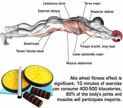 Nas Abdominal Double Wheel Ab Roller Gym For Exercise Fitness Equipment Workout Ab Exerciser  (Multicolor)